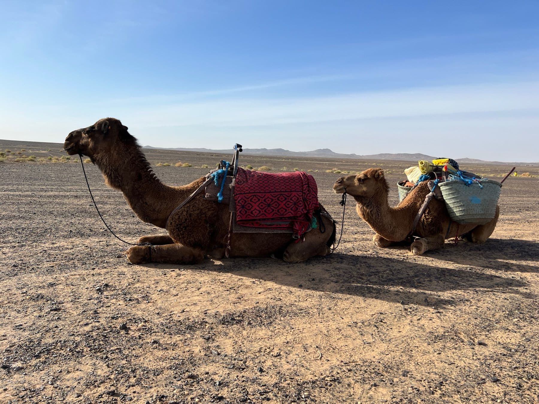 Two camels resting on the desert floor loaded with a saddle and baskets